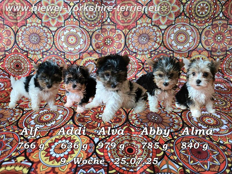 Alf, Addi, Alva, Abby, Alma