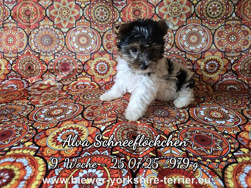 Alva Schneeflöckchen - 979 g / VERGEBEN